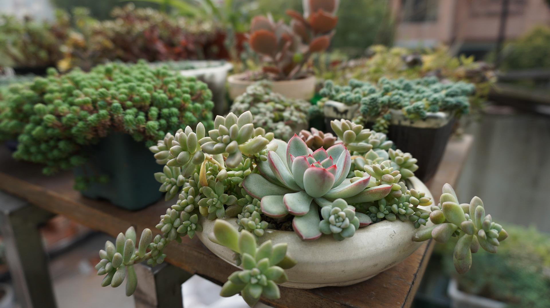 绿植摆租投标书